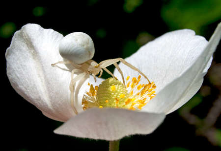 White spider on a flower, close-upの写真素材
