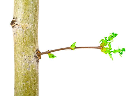 Close up of young tree branch on a white background