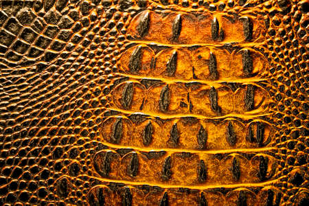 Alligator patterned backgroundの写真素材