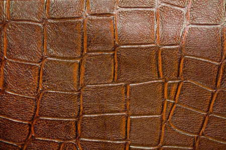 Alligator patterned backgroundの写真素材