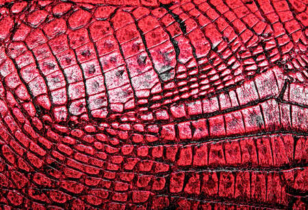 Red alligator patterned backgroundの写真素材