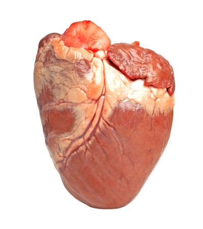 Pig heartの写真素材