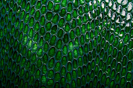 Snake skin backgroundの写真素材