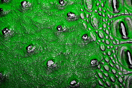 Green alligator skin texture for backgroundの写真素材
