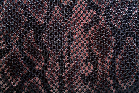 Snake skin backgroundの写真素材