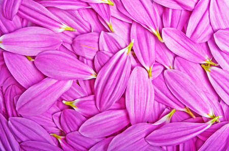 Chrysanthemum petals, can use as background