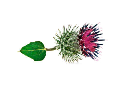 Thistle flower isolated on white backgroundの写真素材