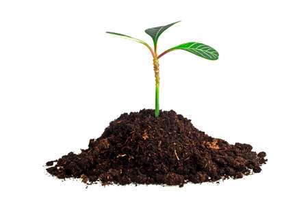 Young plant with humus isolated on white backgroundの販売画像