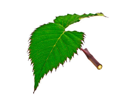 Blackberry leaf isolated on white background