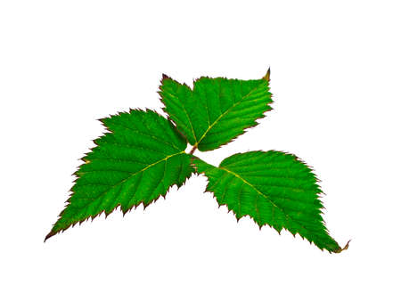 Blackberry leaf isolated on white backgroundの写真素材