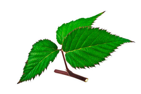 Blackberry leaf isolated on white backgroundの写真素材