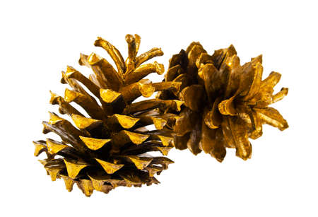 Golden pine cones isolated on white background