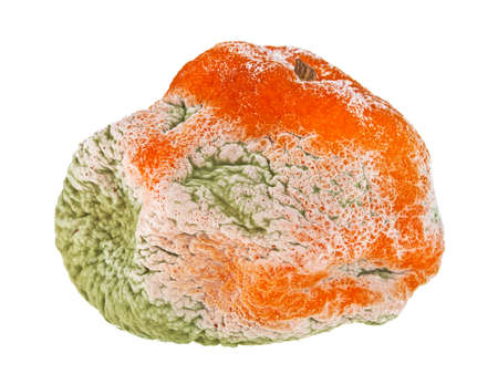 Rotten mandarin on a white backgroundの写真素材