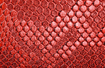 Snake skin, can use as backgroundの写真素材
