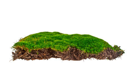 Green moss on white backgroundの写真素材