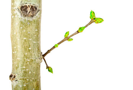 Close up of young tree branch on a white backgroundの写真素材