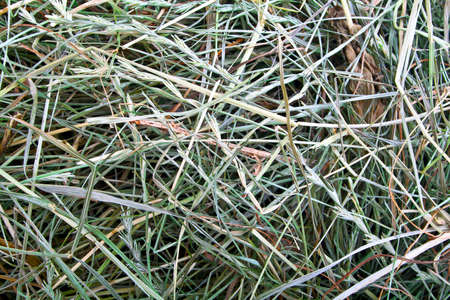 Dry hay closeup image as natural background