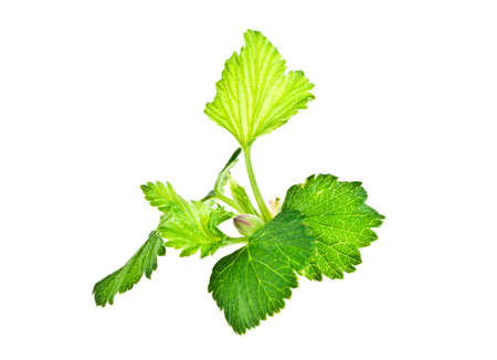 Currant leaves isolated on white background