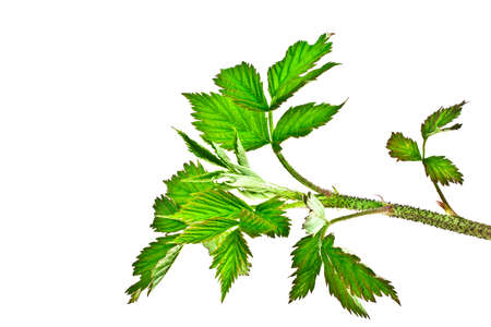 Raspberry leaves, isolated on a white backgroundの写真素材