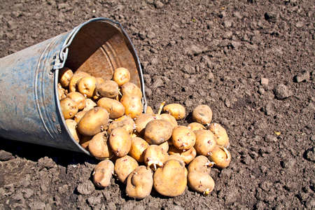Soil and bucket of potatoes. Harvest time, planting potatoes. Seasonal job.の写真素材