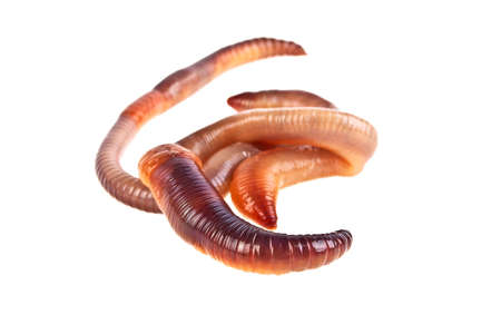 Earth worms isolated on white backgroundの写真素材