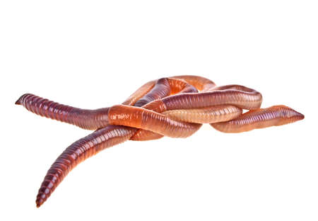 Earth worms isolated on white backgroundの写真素材