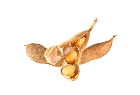 Soybean pods isolated on white background. Soya - protein plant for health food.の写真素材