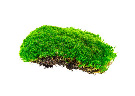 Green moss on white backgroundの写真素材