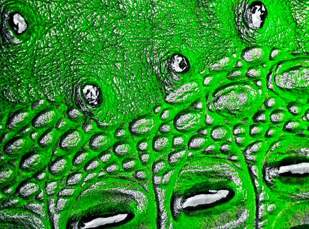 Green alligator skin texture for backgroundの写真素材