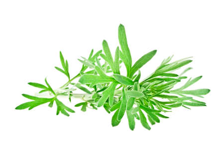 Sagebrush twig isolated on white backgroundの写真素材