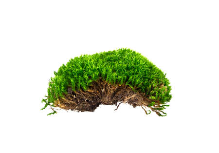 Green moss on white backgroundの写真素材