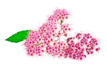 Red wild flower isolated on white background