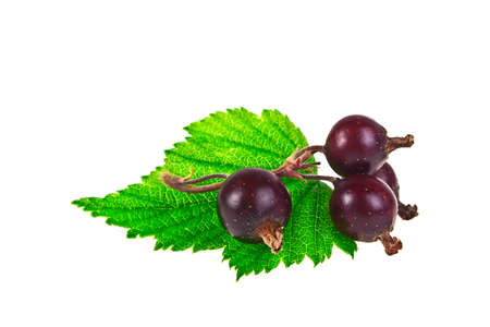 Branch of black currant on a white backgroundの写真素材