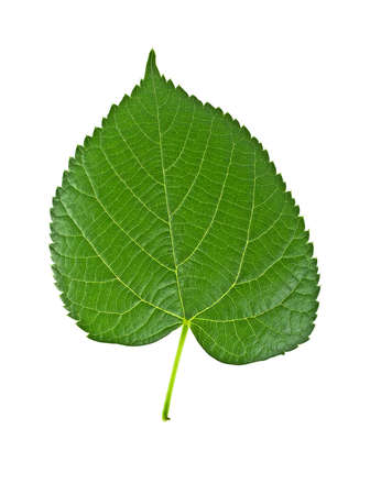 Linden leaf isolated on a white backgroundの写真素材