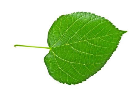 Linden leaf isolated on a white backgroundの写真素材