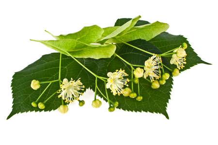 Linden flowers on a white backgroundの写真素材