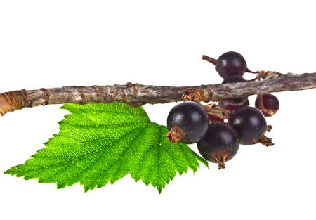 Branch of black currant on a white backgroundの写真素材