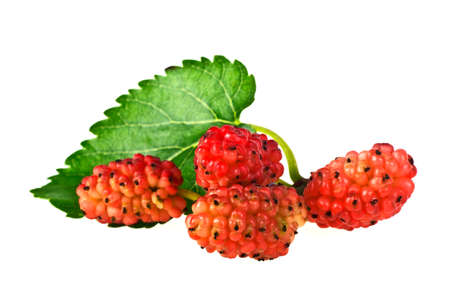 Fresh mulberry on white backgroundの写真素材