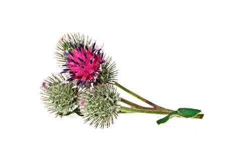Thistle flower isolated on white backgroundの写真素材