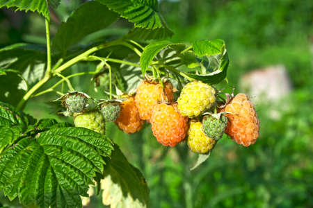 Raspberries. Growing Organic Berries closeup. Ripe yellow raspberry in the fruit garden.の写真素材