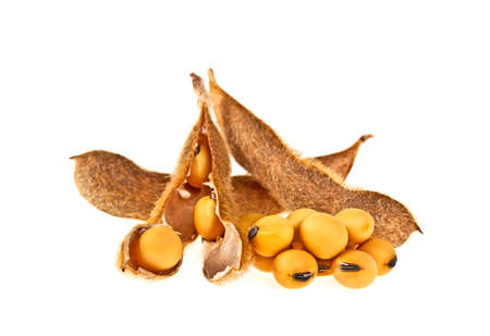 Soybean pods isolated on white background. Soya - protein plant for health food.の写真素材