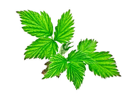 Raspberry green leaves isolated on white backgroundの写真素材