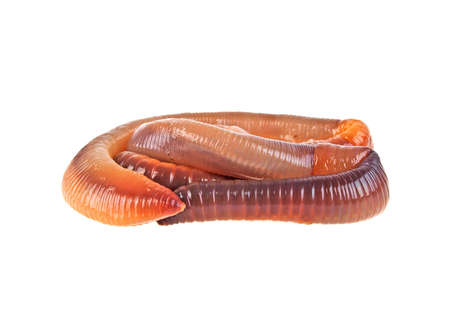 Animal earth worm isolated on white backgroundの写真素材