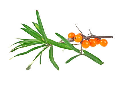 Sea buckthorn berries branch with leaves isolated on white backgroundの写真素材