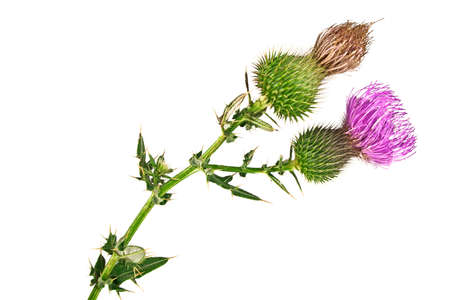 Milk Thistle plant (Silybum marianum) herbal remedy. Scotch thistle, Cardus marianus, Blessed milk thistle, Marian Thistle, Mary Thistle, Saint Mary's Thistleの写真素材