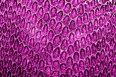 Snake skin, can use as background