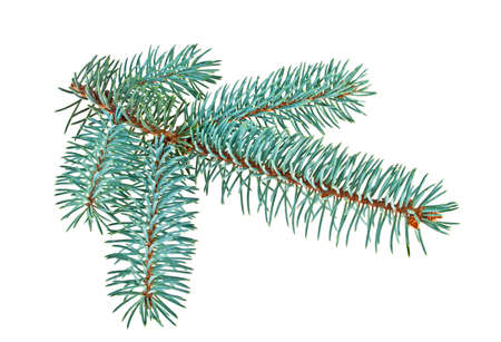 Fir tree branch isolated on a white backgroundの写真素材