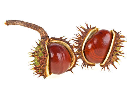 Chestnut on a white backgroundの写真素材