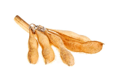 Soybean pods isolated on white background. Soya - protein plant for health food.の写真素材