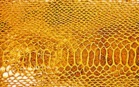 Close-up of yellow snake skin backgroundの写真素材